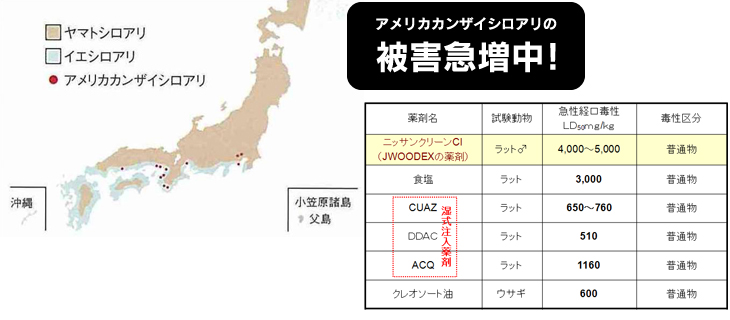 アメリカカンザイシロアリの被害急増中！