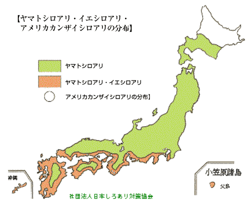 ヤマトシロアリって？